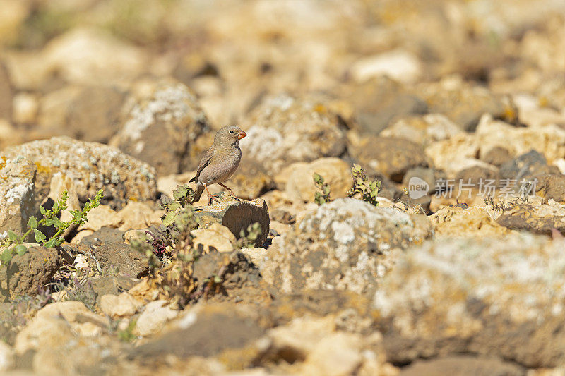 一只号手雀(Bucanetes githagineus)栖息在西班牙富埃特文图拉的岩石上。